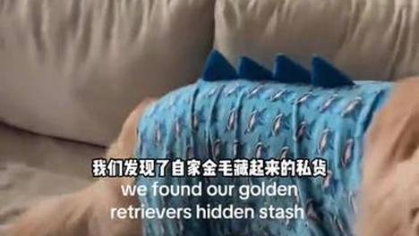 主人翻到了自家小狗的藏宝地，来看看孩子都收集了什么宝贝！