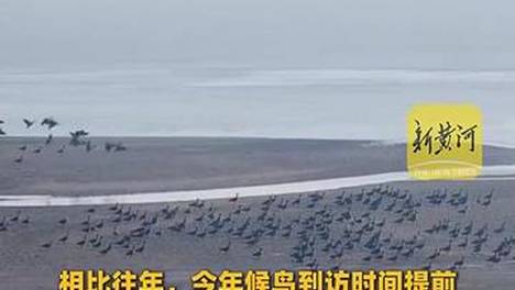 3000多只候鸟落脚黄河入鲁第一县！菏泽东明滩区迎来候鸟迁徙季