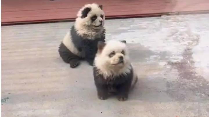 泰州动物园游客排队打卡“熊猫犬”,你喜欢这个品种吗?