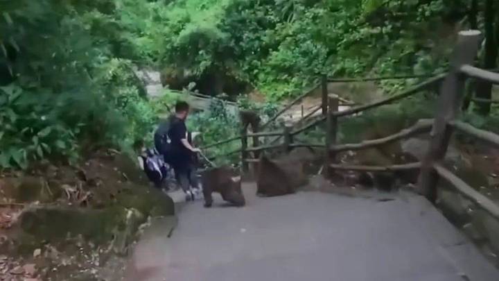 峨眉山野猴追人致其摔倒,景区有责任吗?