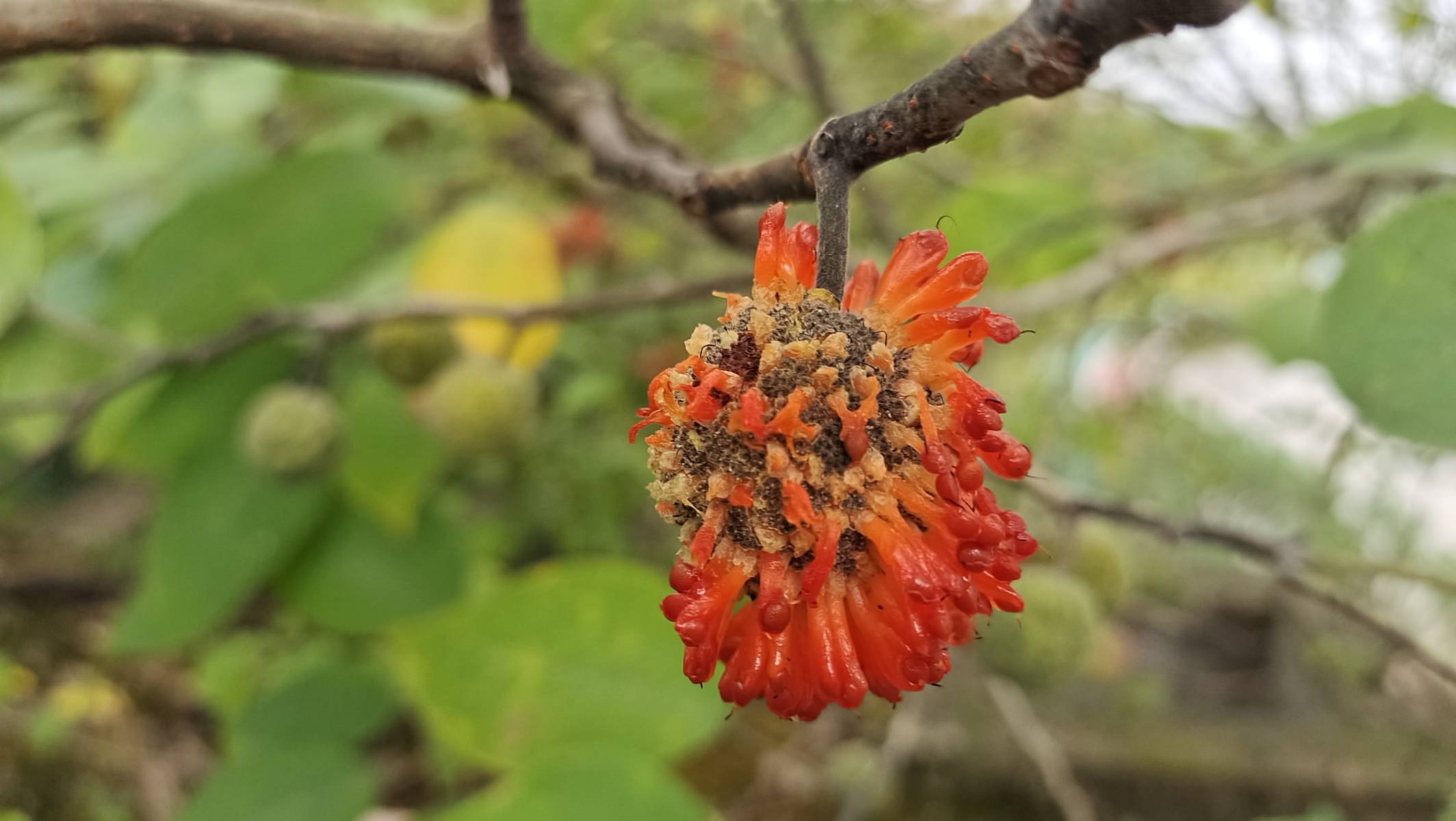 植物果实欣赏:变红的构树果实