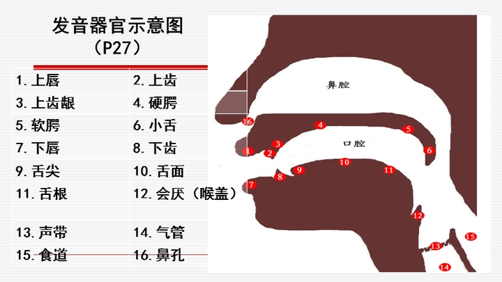 主播秘笈 | 发声技巧，说话不累的秘诀