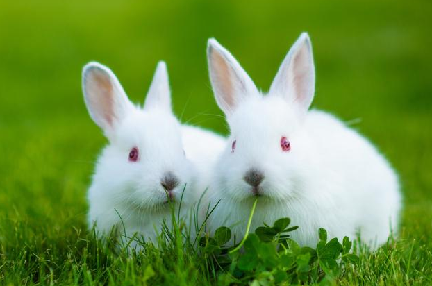 兔兔能吃猫粮吗
