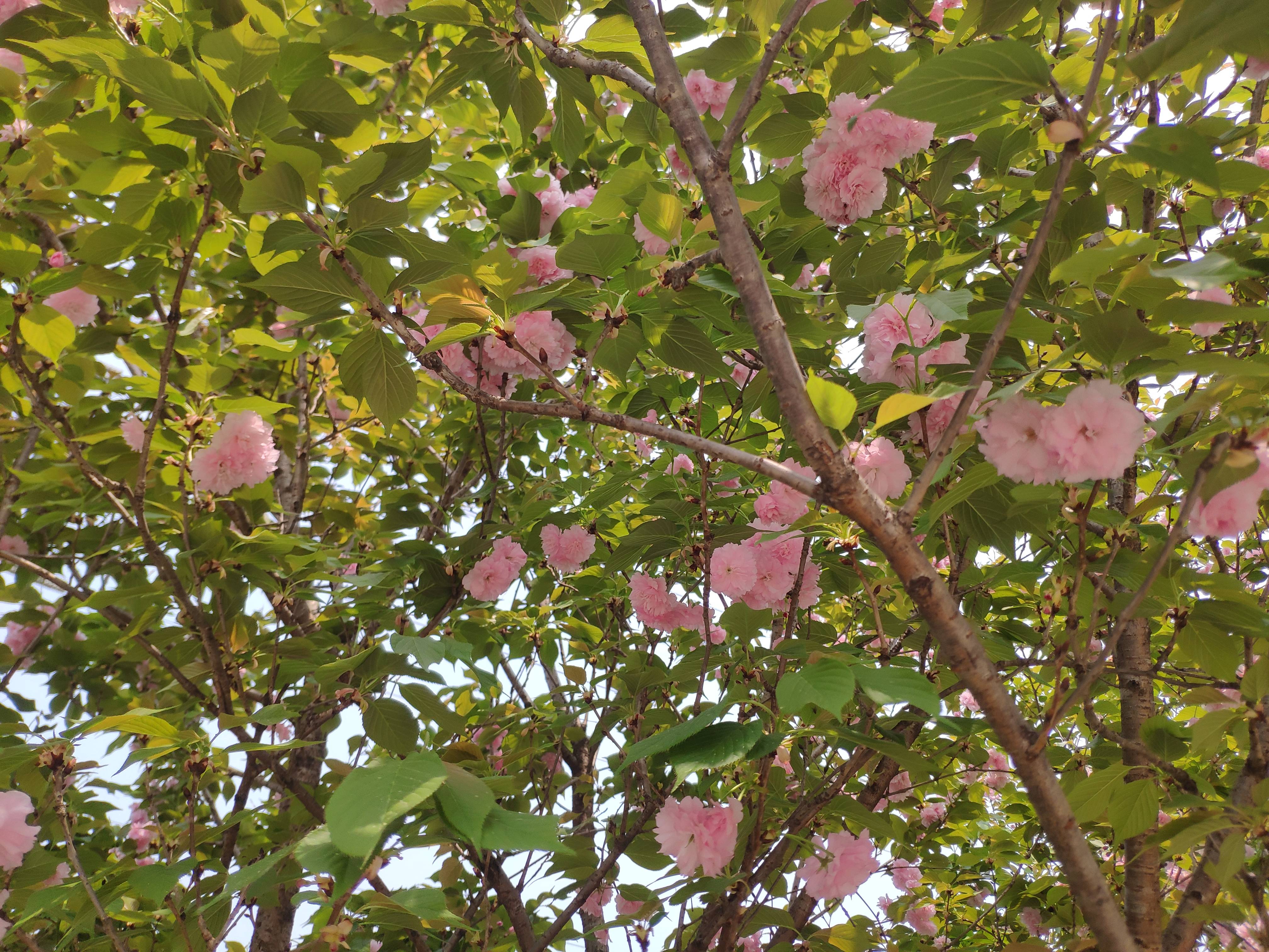 重庆康隆公园粉色樱花盛开 粉色花朵绚丽多彩美不胜收