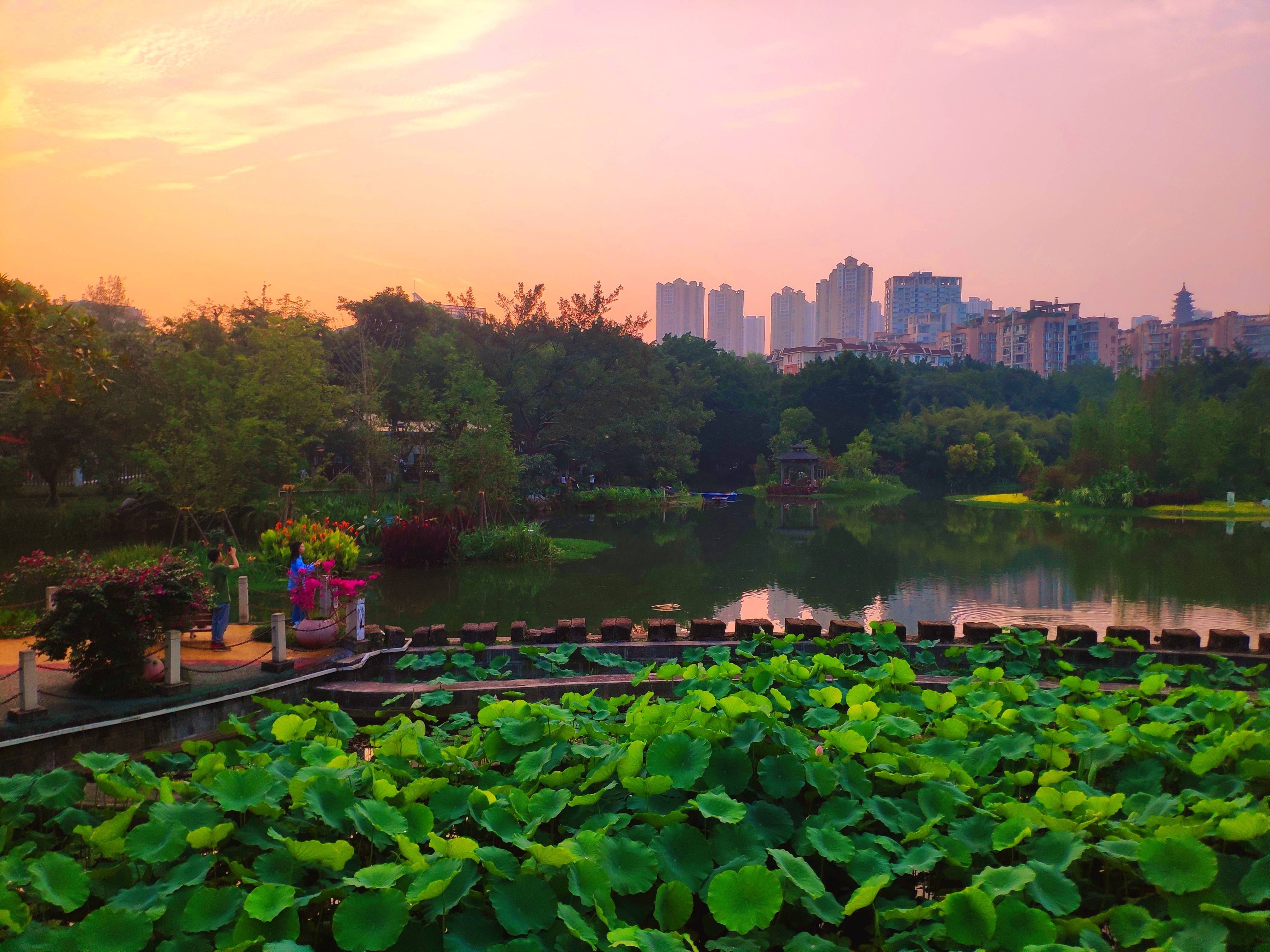 重庆大渡口公园如诗如画：绿树成荫绕步道 植物花卉映湖面