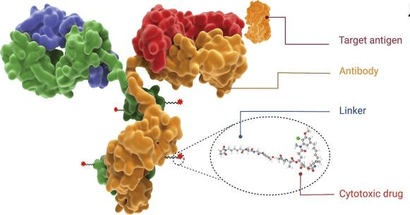 1418200-58-4 | 抗体药物偶联物(adc) | sofituzumab vedotin
