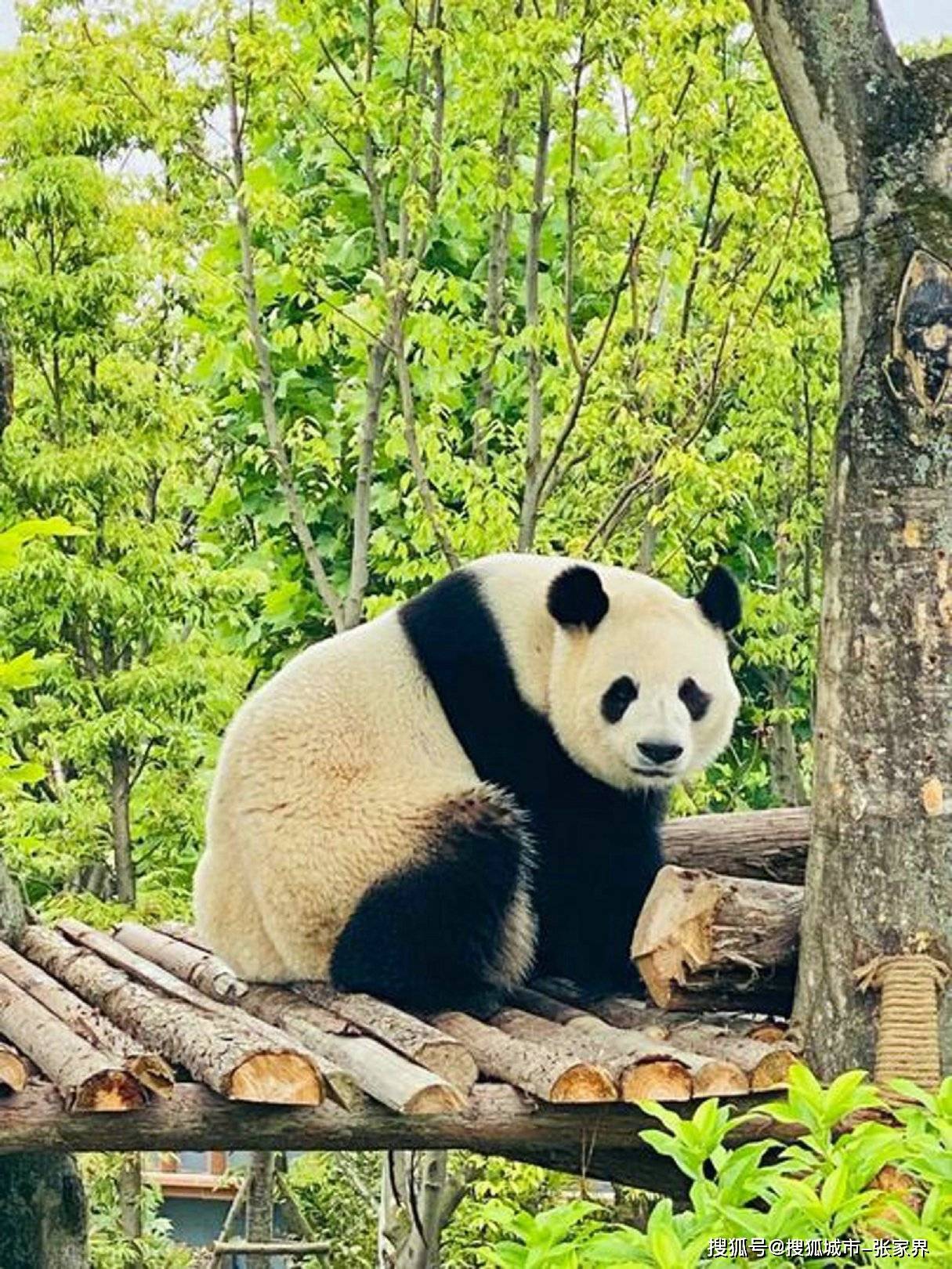 Binance Casino - 领先的数字货币娱乐场，安全稳定，极速存取四川旅游攻略自由行攻略报团游5日游预算花费多少实用！