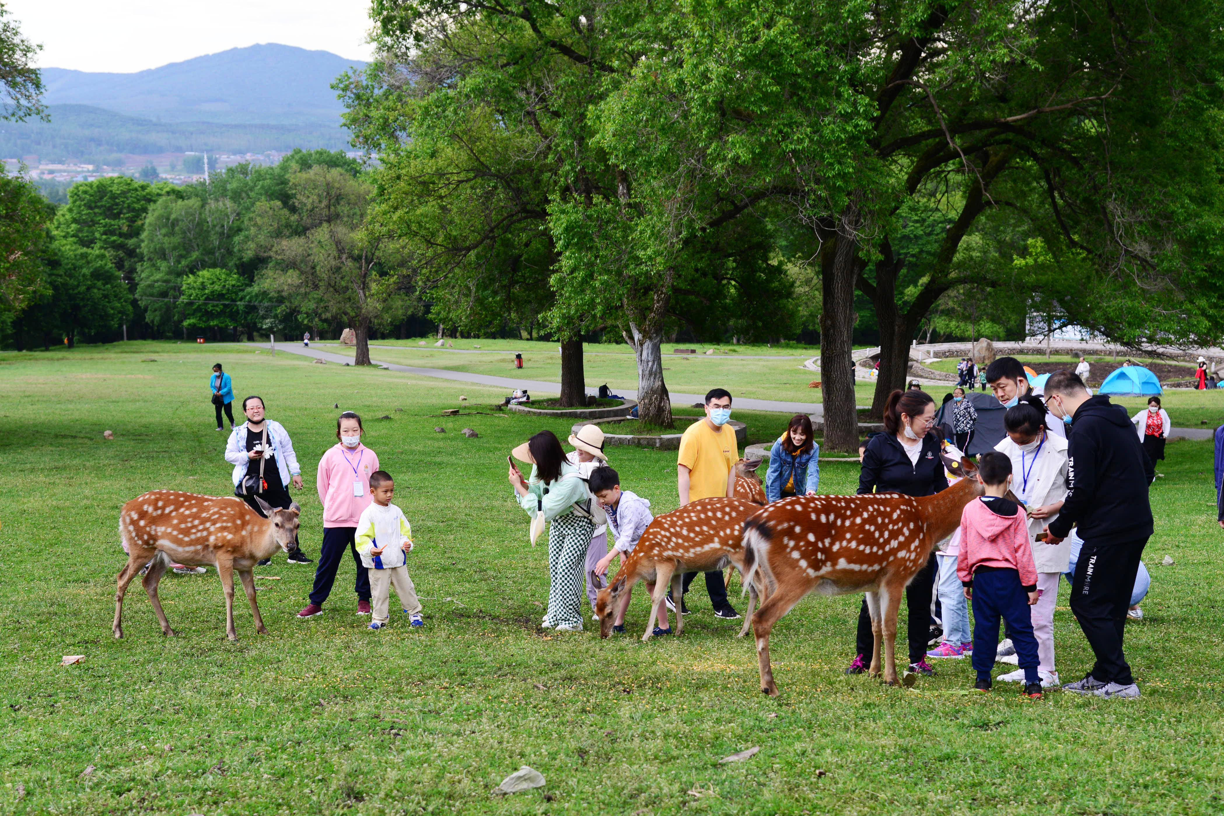 端午趣游平山皇家鹿苑 解锁森林秘境限定欢乐