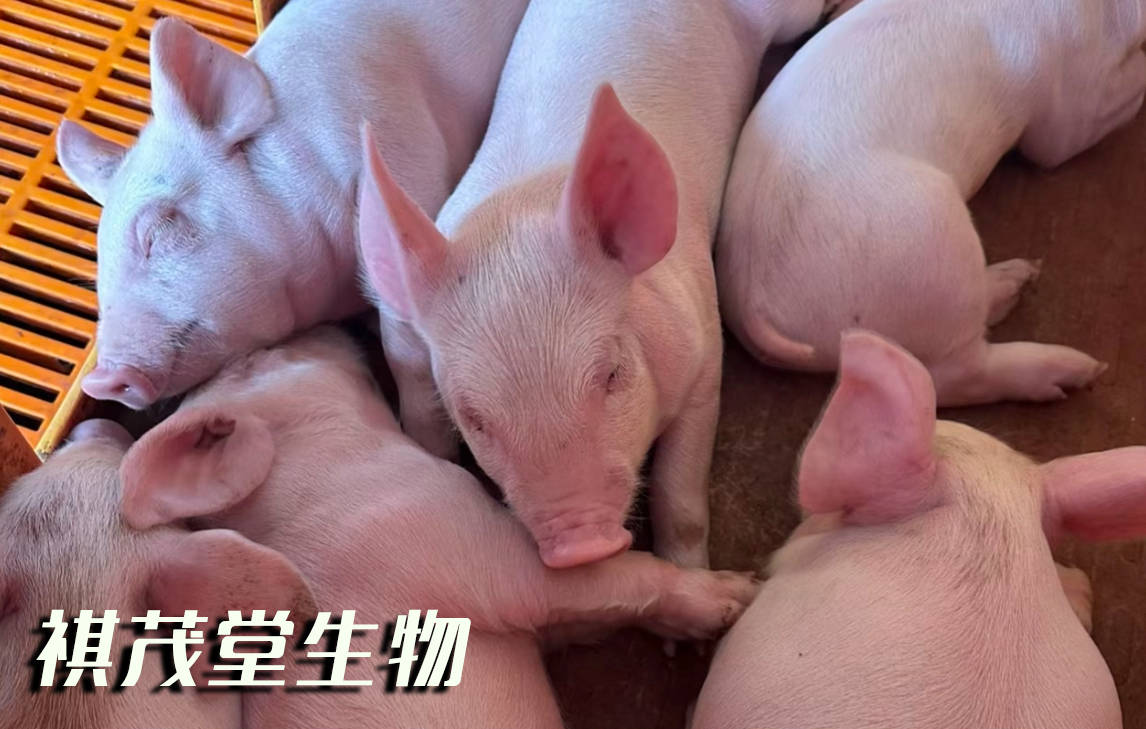 冬春季猪反复发烧精神差吃什么药?猪发烧精神不振是什么猪病怎么治?