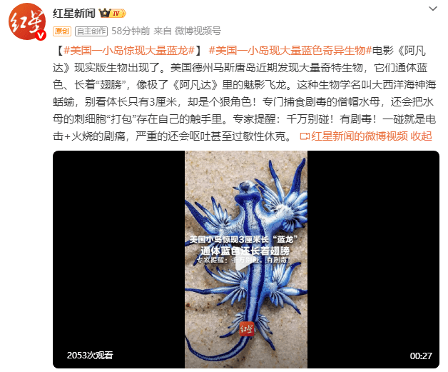 美国一小岛现大量蓝色奇异生物！像极了《阿凡达》里的魅影飞龙