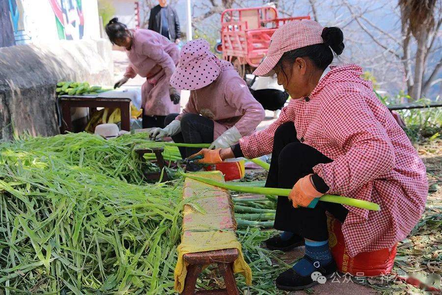 羊肚菌、枇杷 “抢鲜”上市！大理各地早春果蔬尝鲜正当时(图7)