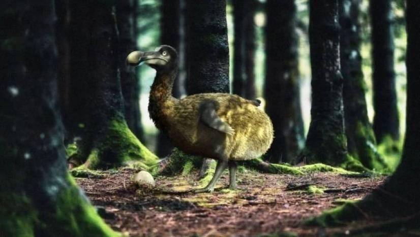 疯狂的科研项目！复活灭绝近400年的大鸟，到底是好还是坏？