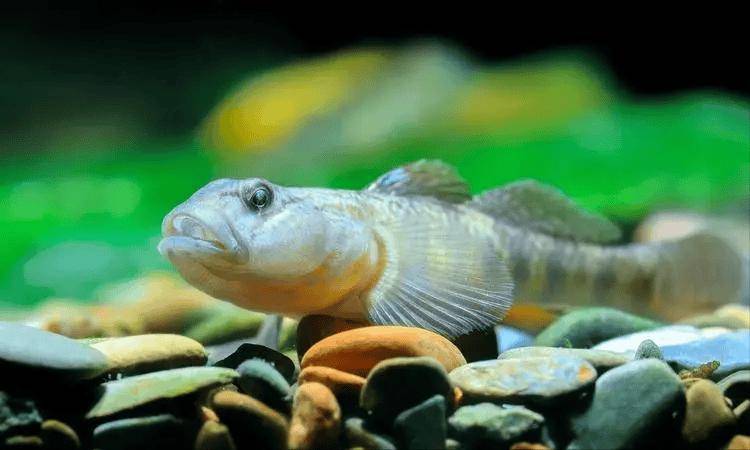 交配，繁育，死亡，虾虎鱼的一生几乎可以看做是一部激情澎湃的励志剧。小虾虎鱼是个攀岩高手，它们也是夏威