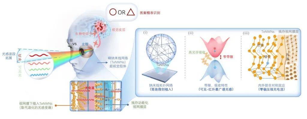 复旦科学家研发出金属视网膜假体，使失明动物恢复视觉功能