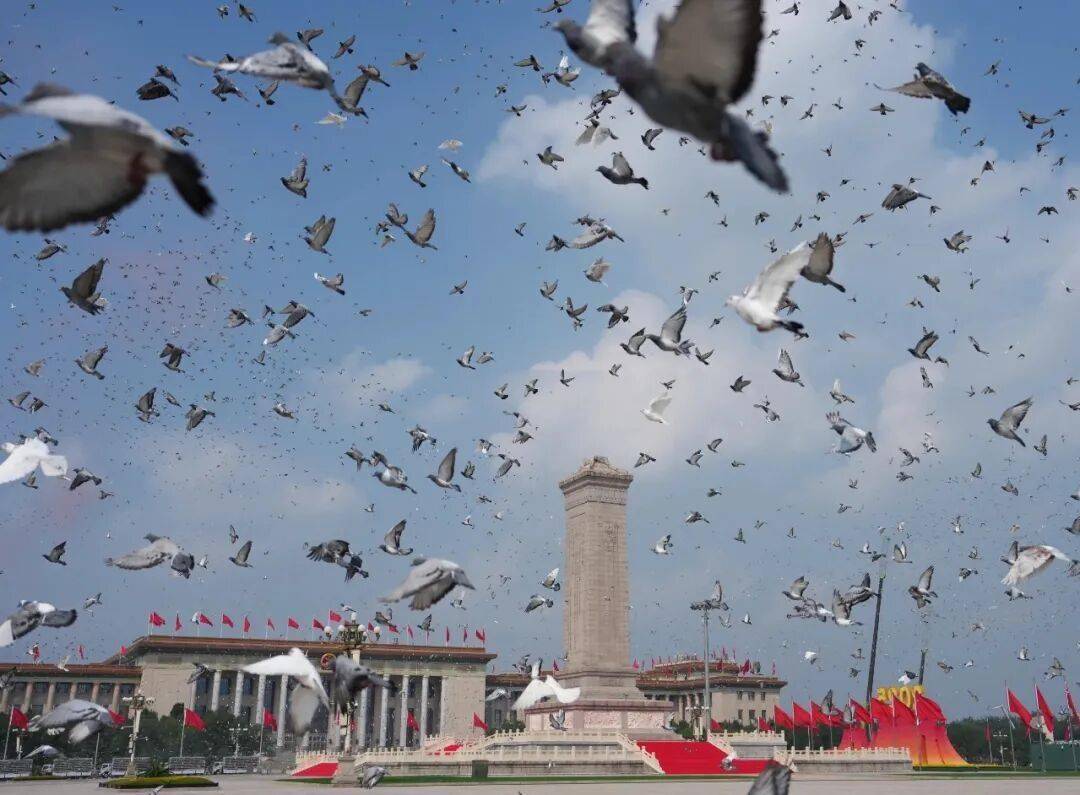 阅兵结束，各回各家！鸽子靠什么认得回家的路？