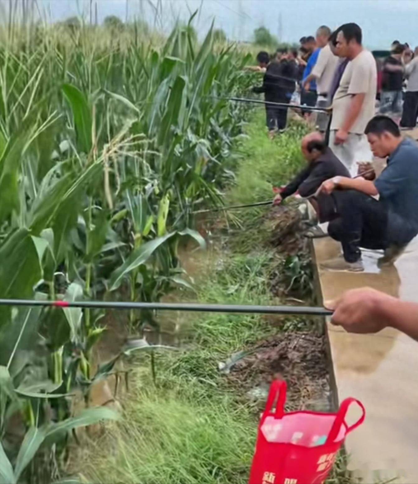 台风过后周口玉米地出现鱼群，众人下竿垂钓！老乡：鱼塘鲈鱼跑了