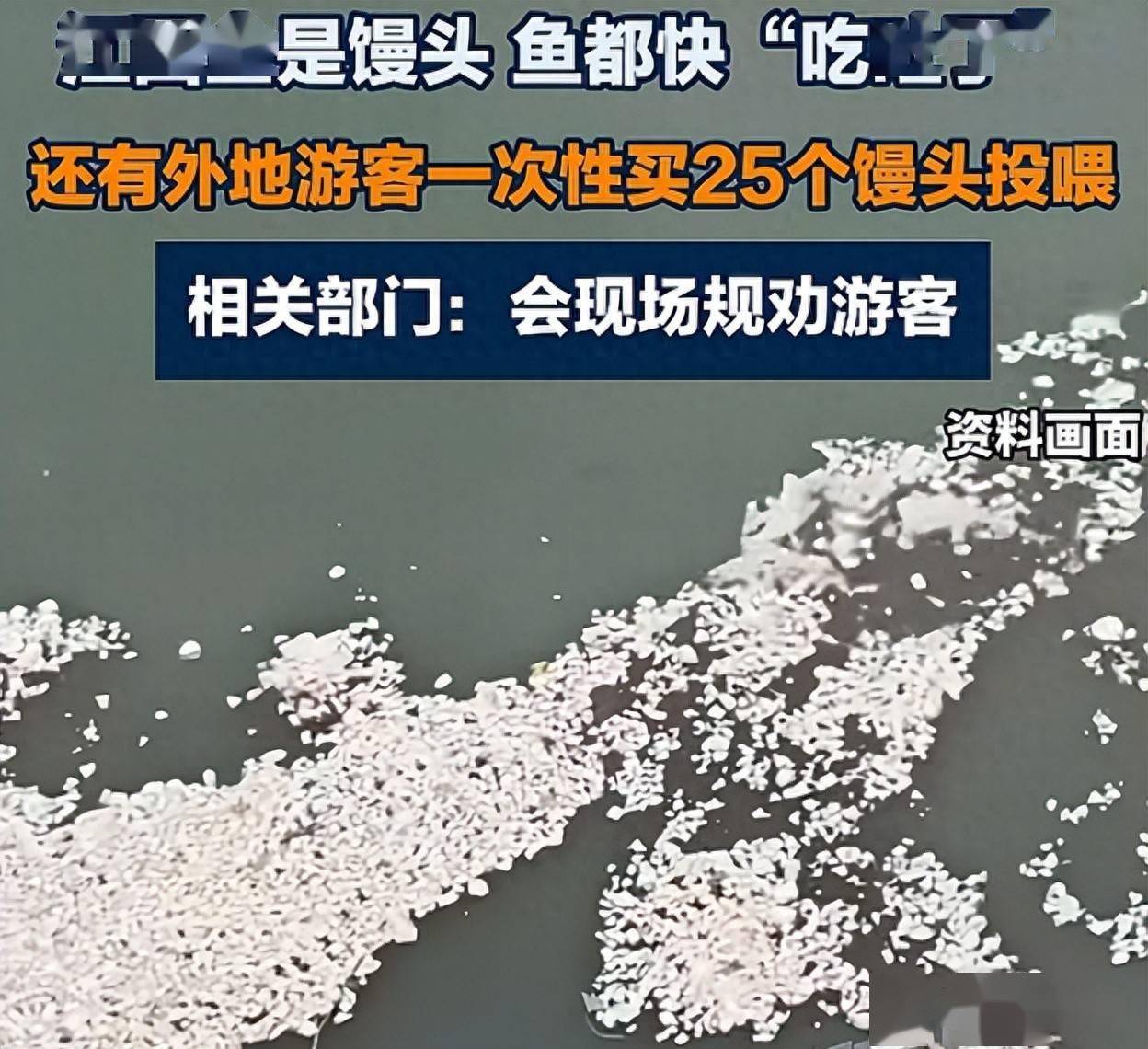 宜宾合江门江面漂满馒头，有人一次买25个喂鱼打卡！鱼都要吃吐了