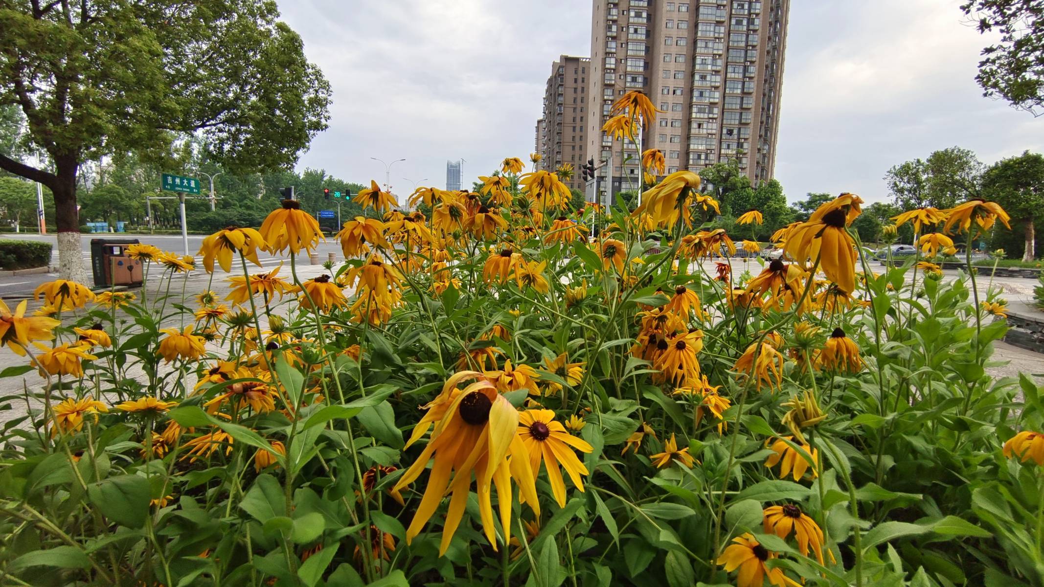 黑心金光菊花开一大片好美啊