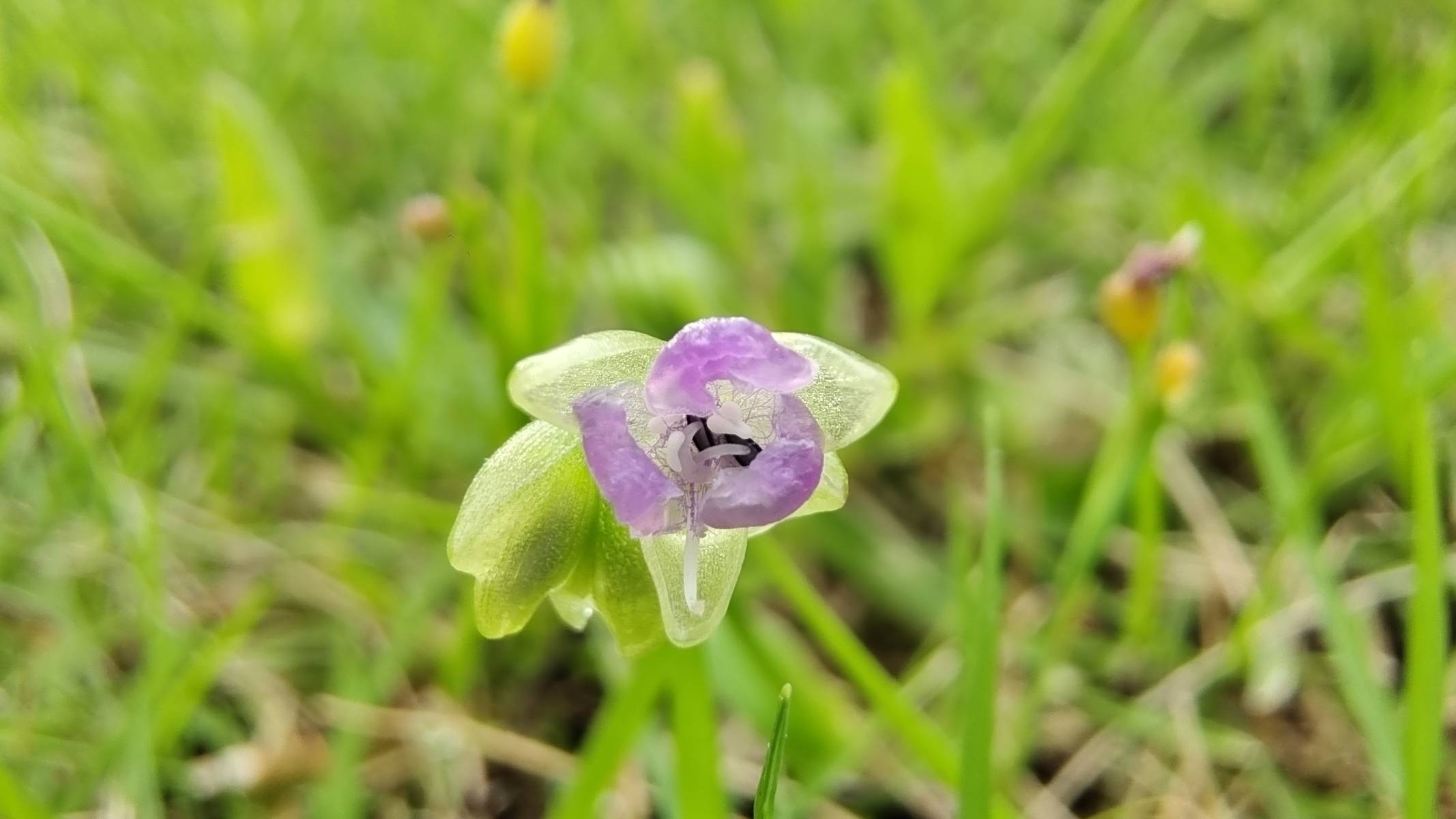 水竹叶花艺图片