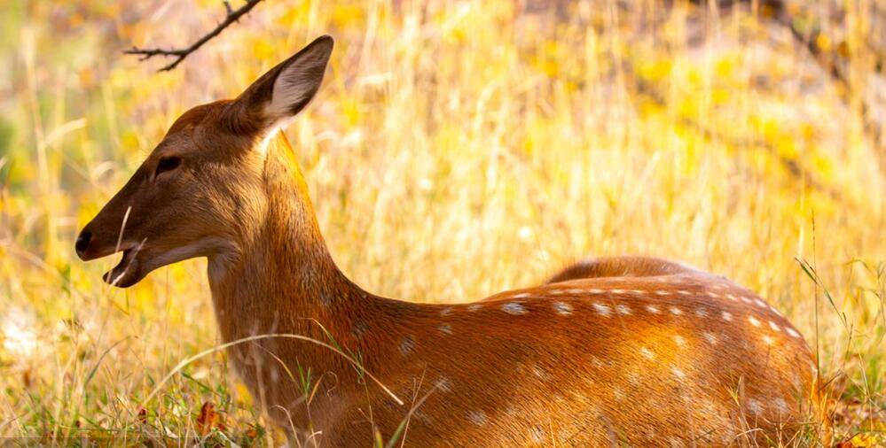 鹿影翩翩自然之美摄影图集