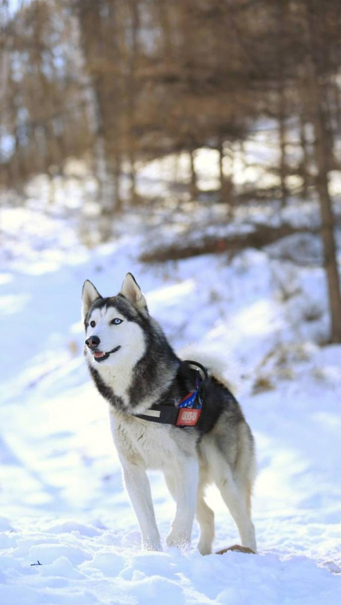 哈士奇的健康秘诀:保持他们的活力-搜狐大视野-搜狐新闻