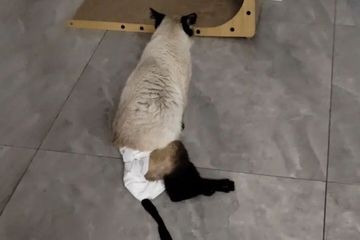 数千只瘫痪小猫：超六成吃过同一猫粮 涉事品牌