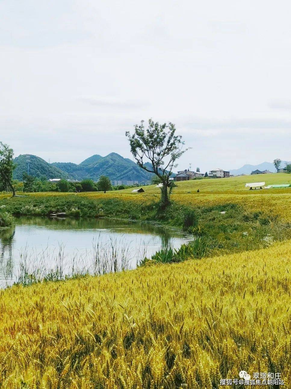 阳陂湖湿地公园实景图翠璟·和庄对望约5000亩黄公望森林公园的层峦