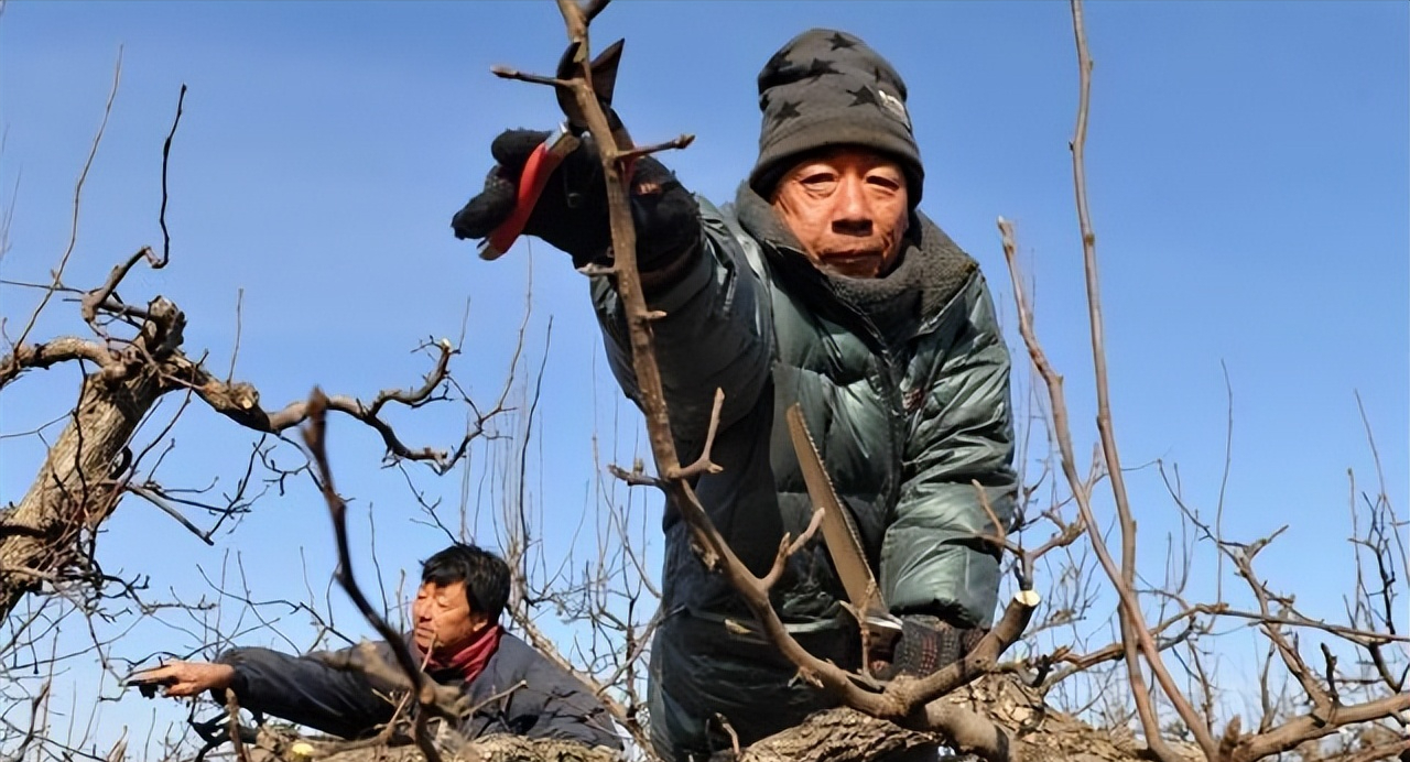 山东梨树品种