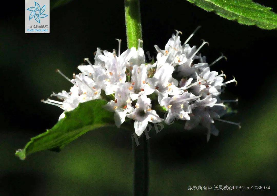 【中華藥草園】中草藥—薄荷_柔毛_先端_橢圓形