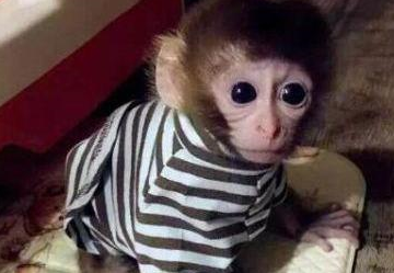 这种猴子成为人们喜爱的人气宠物,它的体型真的不超过可乐瓶吗?