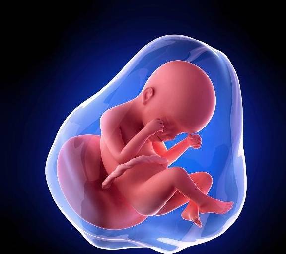 怀孕8个月胎儿图图片