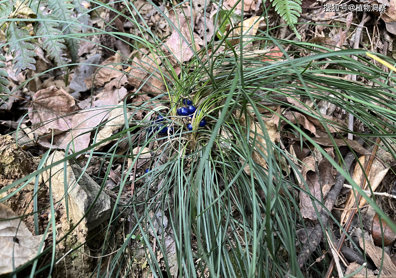 除此之外麦冬也叫沿阶草,书带草,养神草,为天门冬科,沿阶草属草多年生