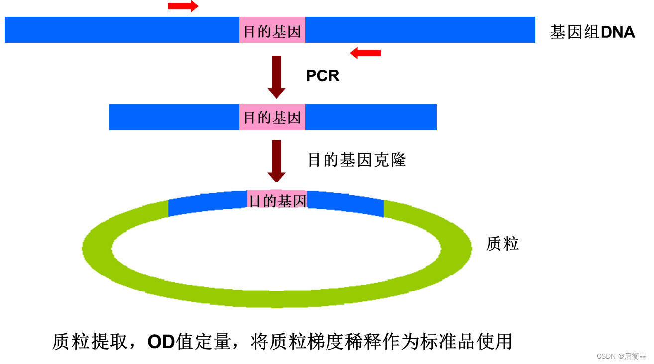 的目的片段長100bp左右,然後將擴增的片段連接到載體上構建質粒載體