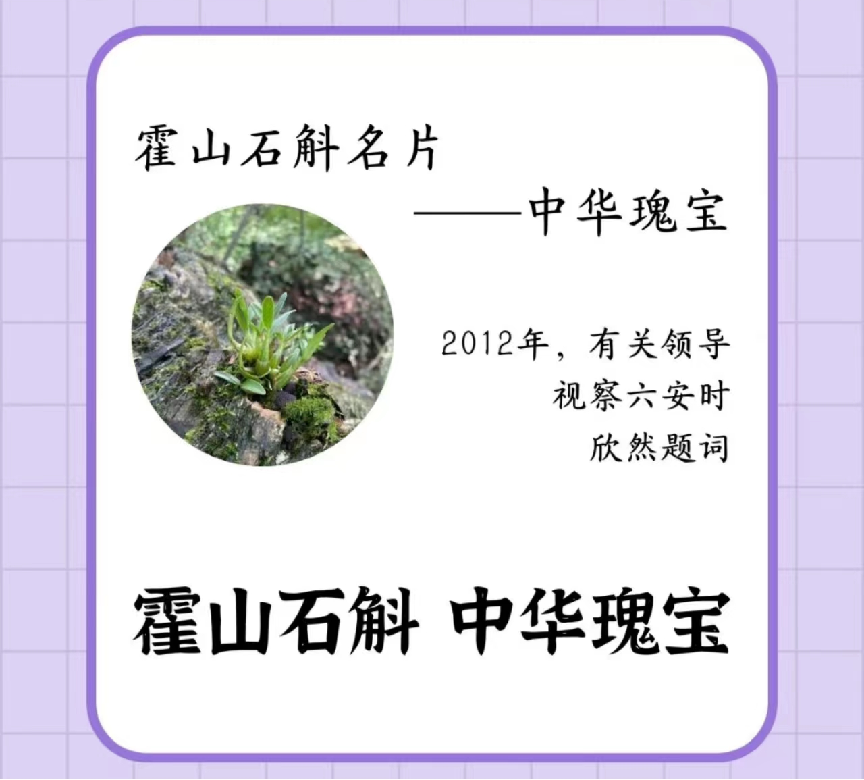 霍山石斛多少錢一斤,看完這些數據,你還會買嗎?_鐵皮