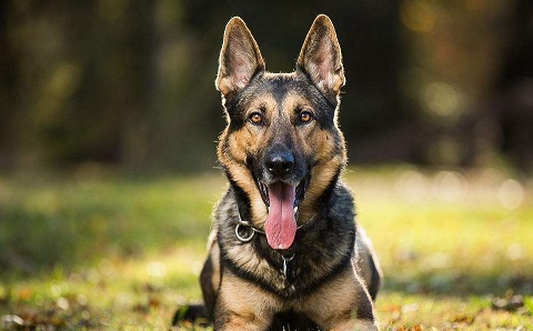 德國牧羊犬多少錢一隻,德國牧羊犬如何訓練比較好!_主人_能力_人們