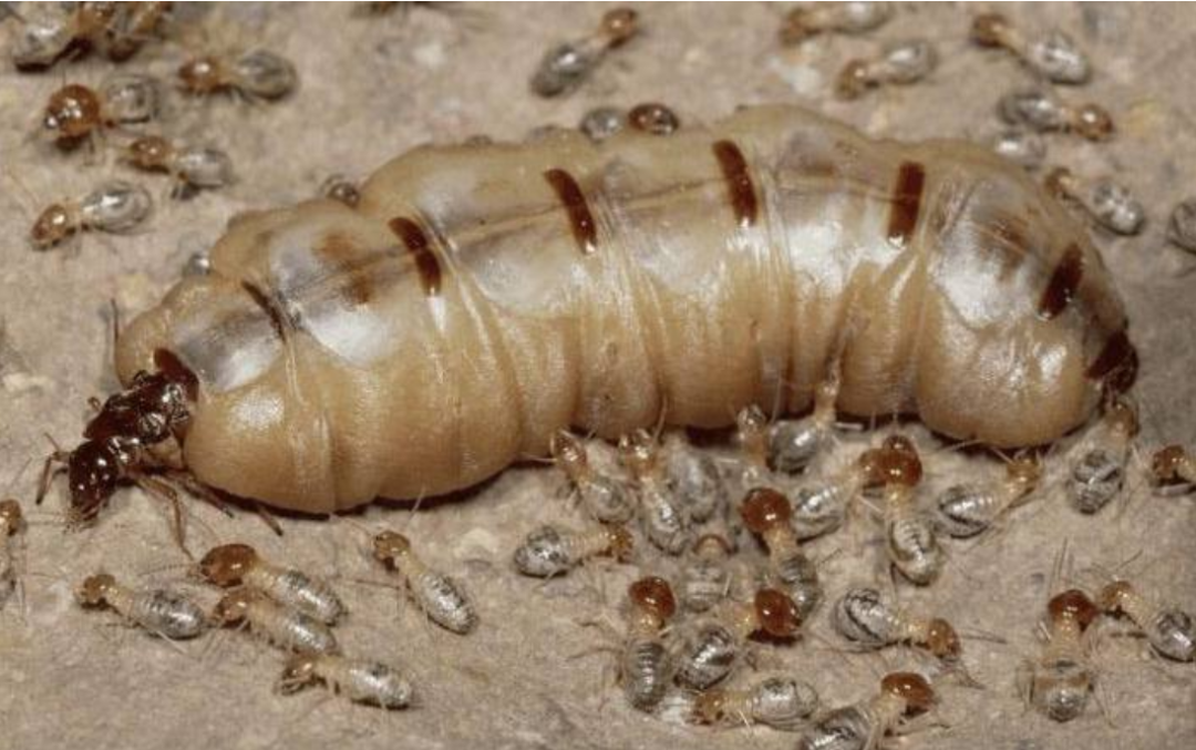 浙江大坝挖出上百万只白蚁,真的能啃光水泥?