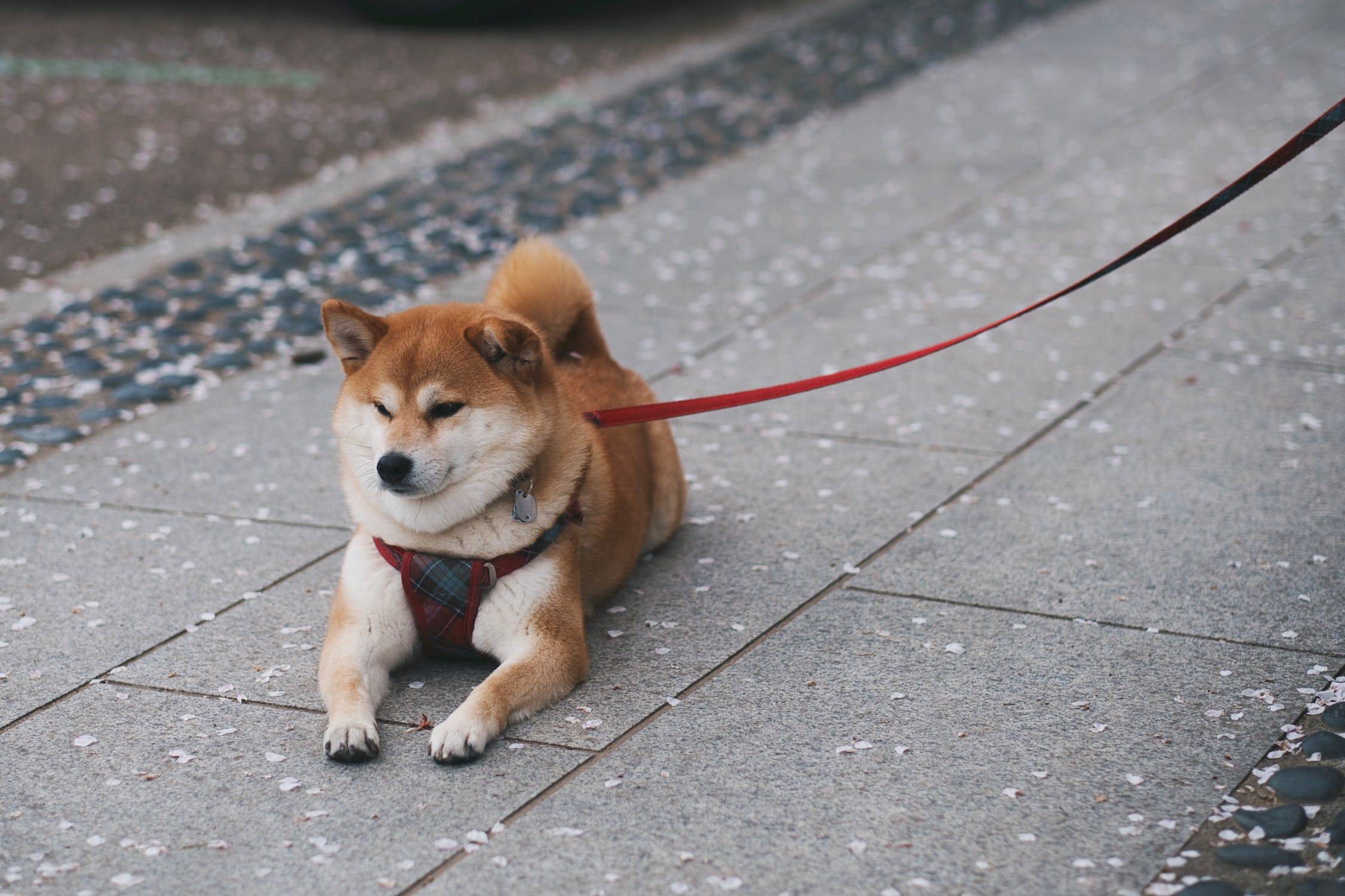 柴犬如何训练定点大小便_主人_时间_地点