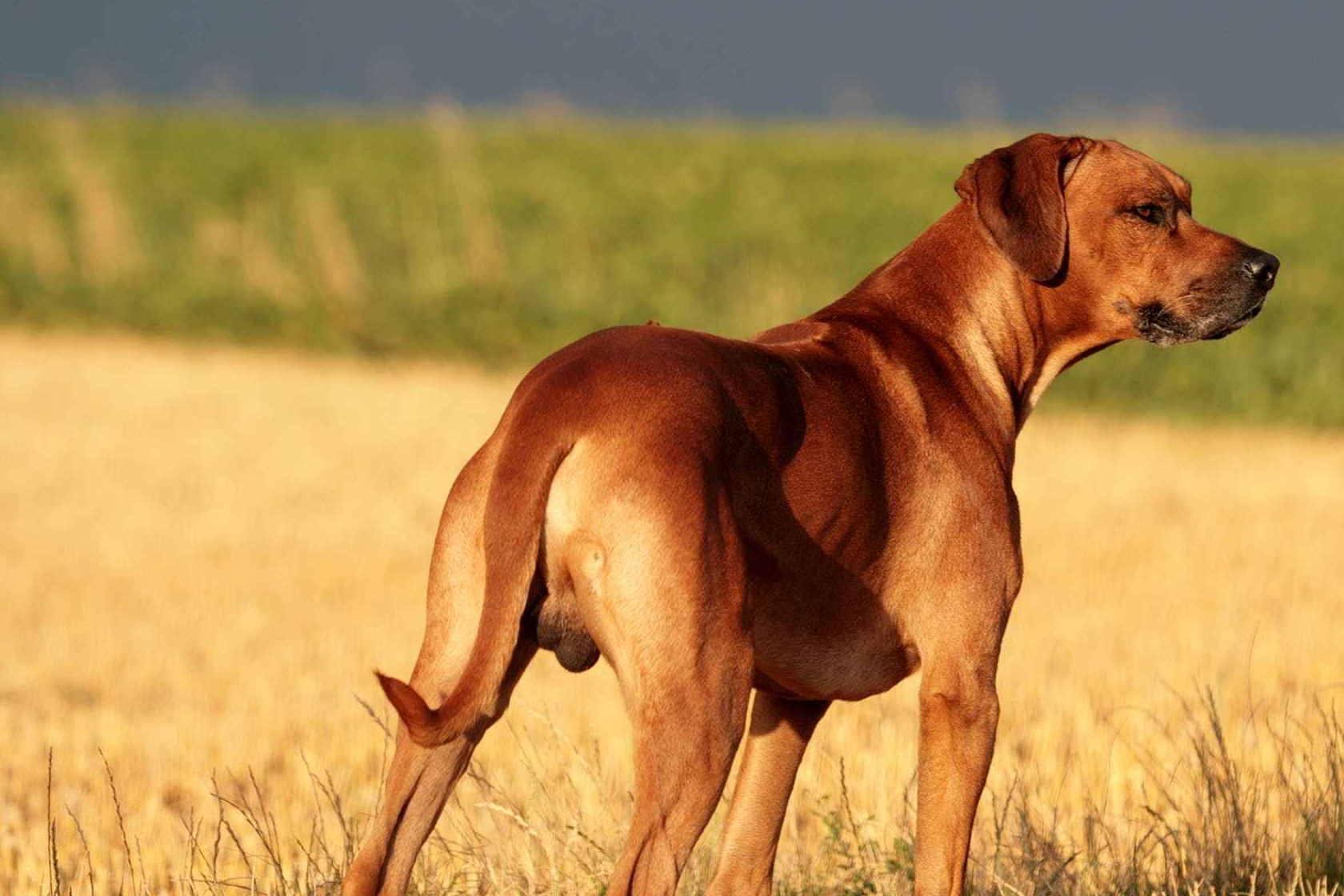 混跡在猛犬身邊的軍師,來自東南亞的土佐犬,人稱東南亞刀疤犬_脊背