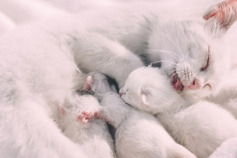 喵星人怀孕也会害喜?