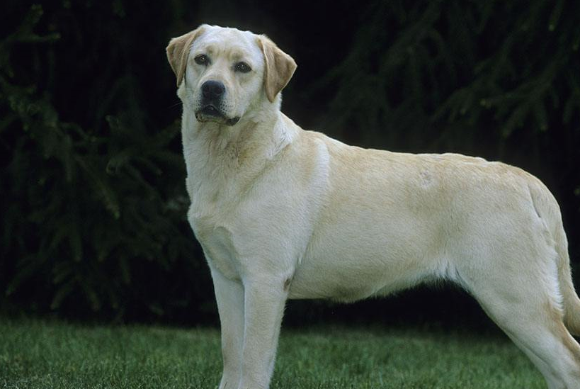 拉布拉多犬特性图片