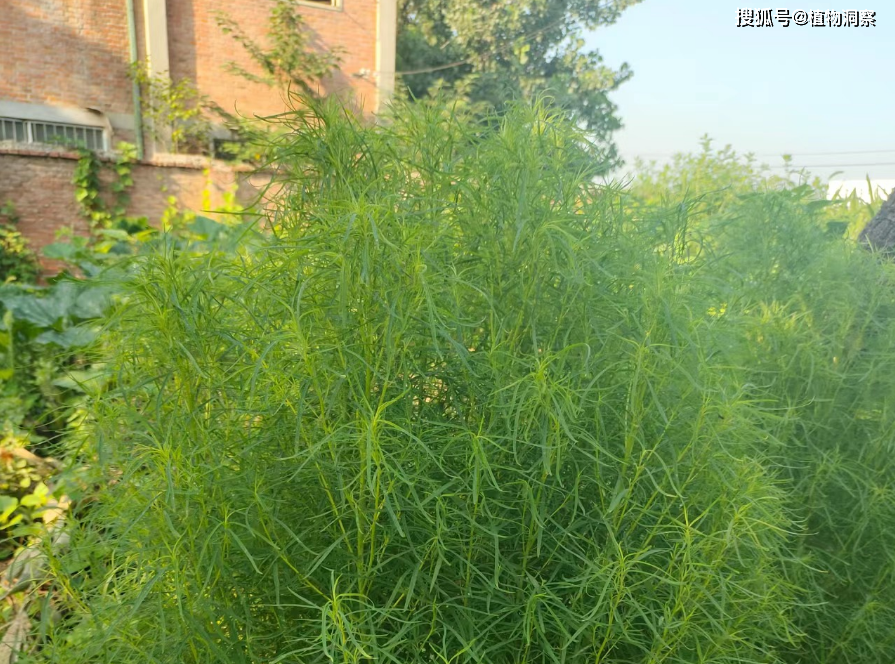 植物_农村_时候