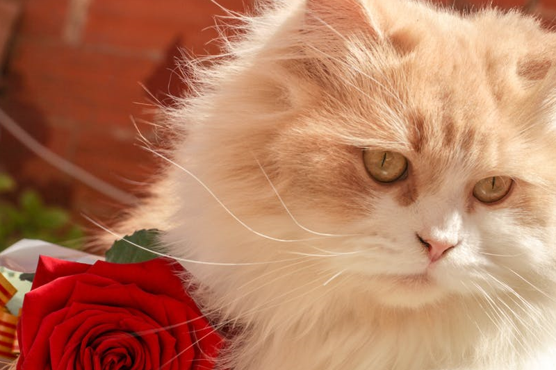 喵星人怀孕也会害喜?