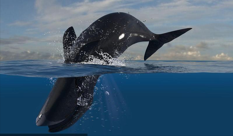 弓头鲸,又叫做北极鲸,是地球上最大,最神秘的哺乳动物_生物学_海洋