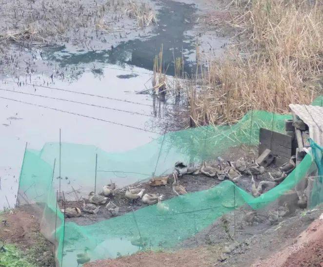 云南镇雄一煤矿被曝污染问题 当地政府回应:将会进行核实(图2)