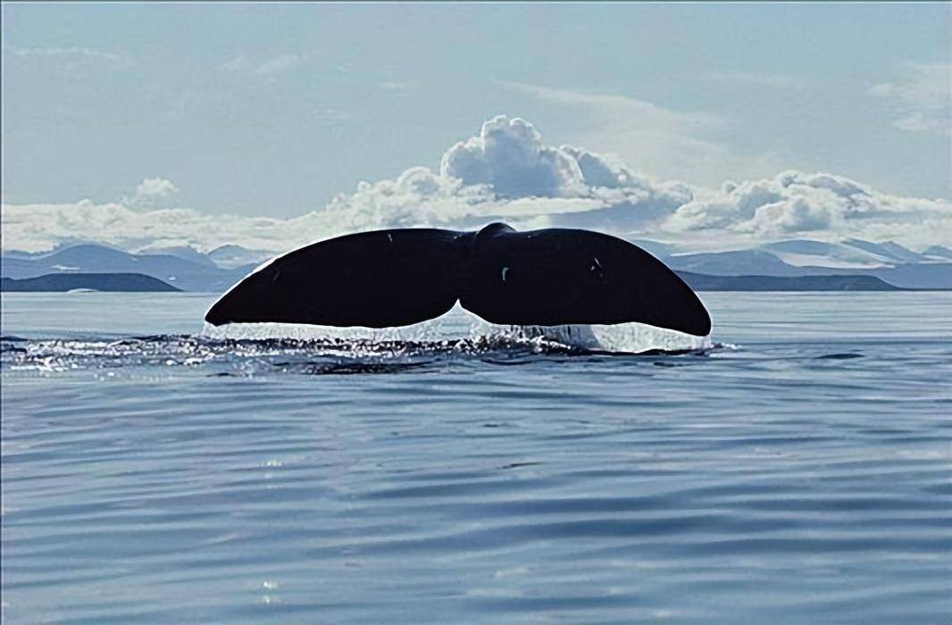 弓头鲸,又叫做北极鲸,是地球上最大,最神秘的哺乳动物_生物学_海洋