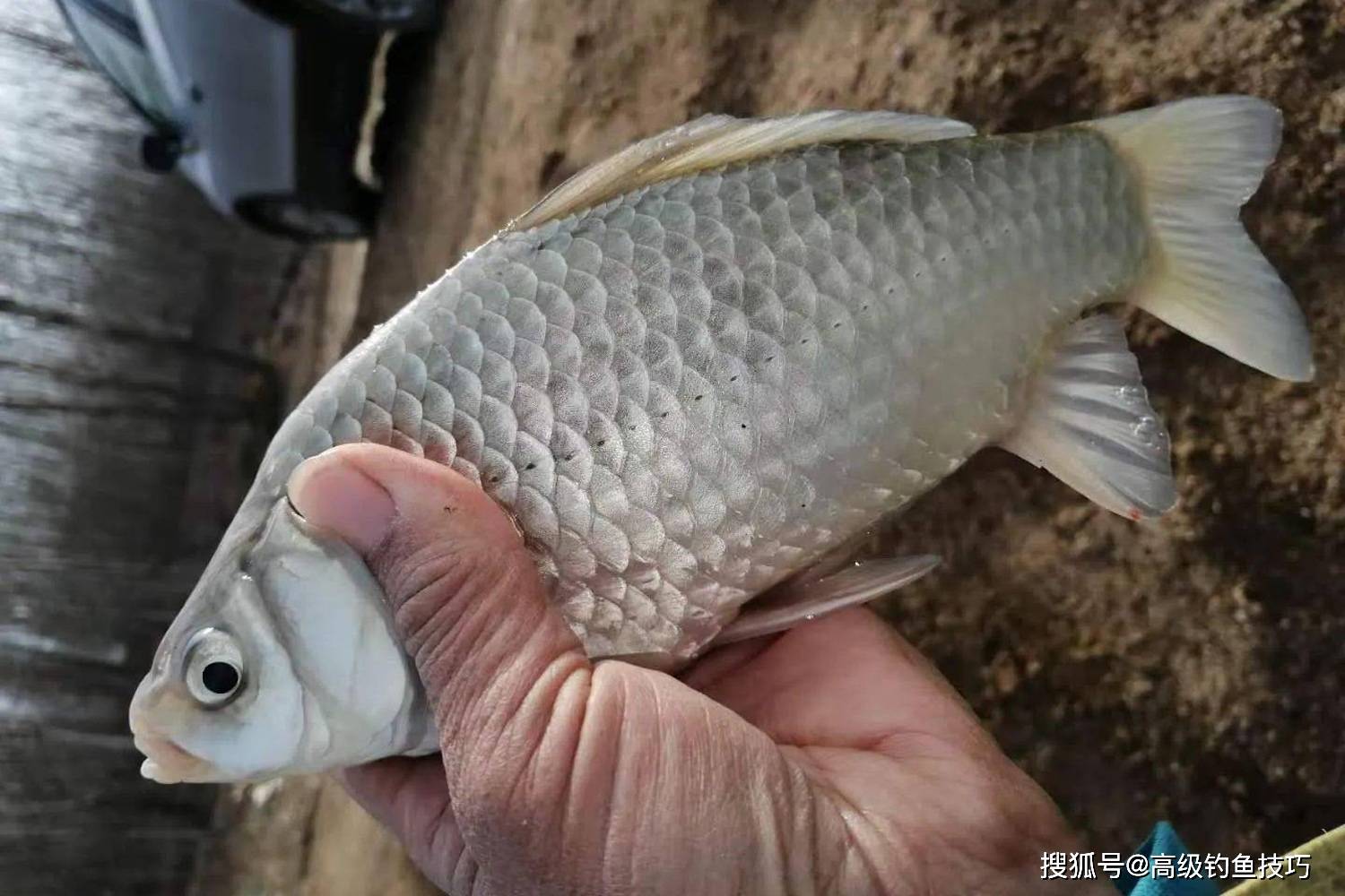 深冬時節魚在水底的狀態,魚難釣的根本原因_水溫_幅度_遊動