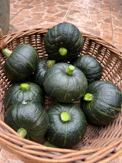 贝南瓜这样播种,长势好,南瓜结得多——花园传说_贝贝_种植_土壤