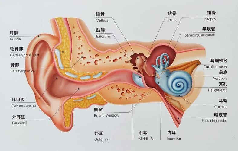 聽力_聲音_患者