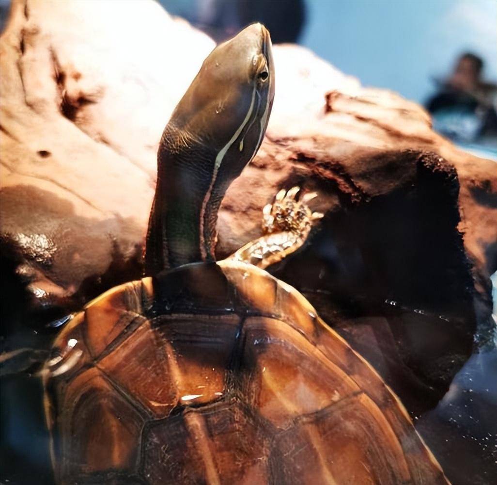 云南闭壳龟是自然界最为珍贵的财富,有椭圆形的甲壳,长相可爱