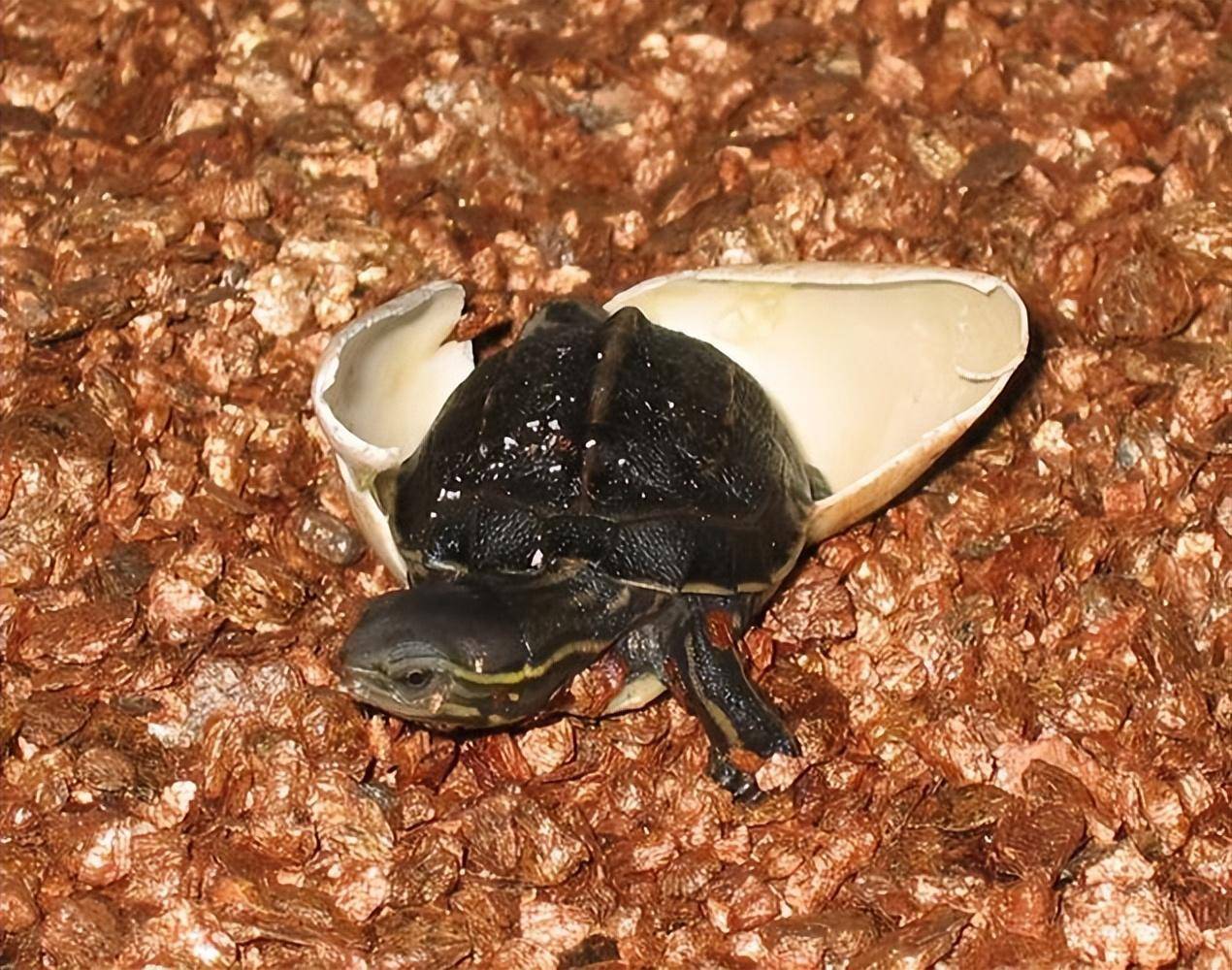 云南闭壳龟是自然界最为珍贵的财富,有椭圆形的甲壳,长相可爱